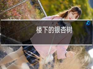 楼下的银杏树