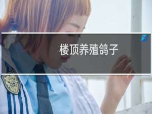 楼顶养殖鸽子