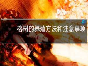 榕树的养殖方法和注意事项