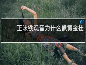 正味铁观音为什么像黄金桂
