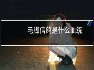 毛脚信鸽是什么血统