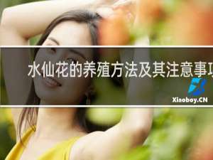 水仙花的养殖方法及其注意事项