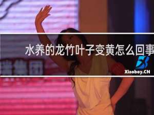 水养的龙竹叶子变黄怎么回事