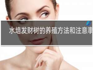 水培发财树的养殖方法和注意事项