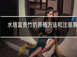 水培富贵竹的养殖方法和注意事项