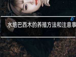 水培巴西木的养殖方法和注意事项