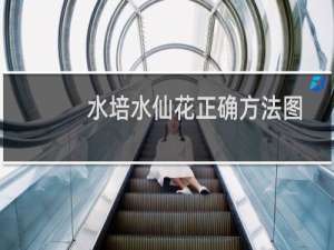 水培水仙花正确方法图解（水培水仙花正确养法）