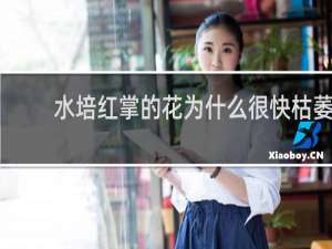 水培红掌的花为什么很快枯萎