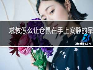 求教怎么让仓鼠在手上安静的呆着