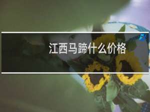 江西马蹄什么价格