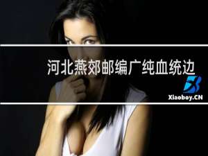 河北燕郊邮编广纯血统边牧狗崽卖吗