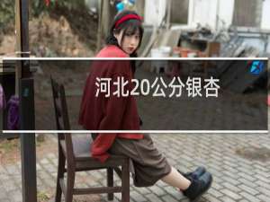 河北20公分银杏