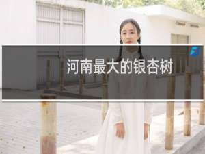 河南最大的银杏树