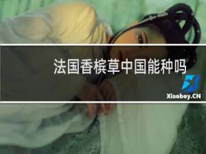 法国香槟草中国能种吗