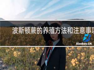 波斯顿蕨的养殖方法和注意事项