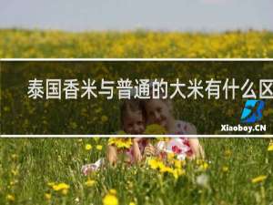 泰国香米与普通的大米有什么区别