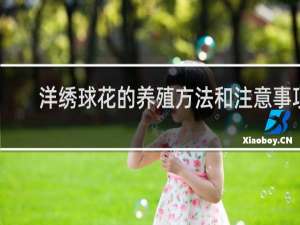 洋绣球花的养殖方法和注意事项