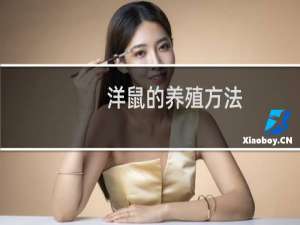 洋鼠的养殖方法