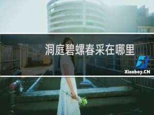 洞庭碧螺春采在哪里