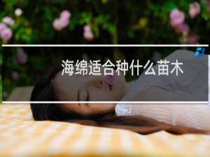 海绵适合种什么苗木