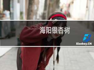 海阳银杏树