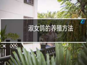 淑女鸽的养殖方法