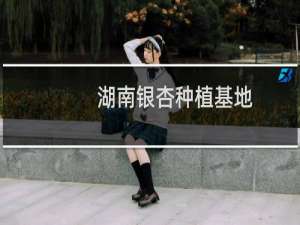 湖南银杏种植基地