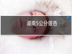 湖南5公分银杏