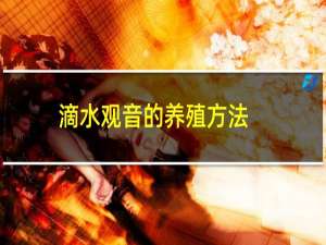 滴水观音的养殖方法