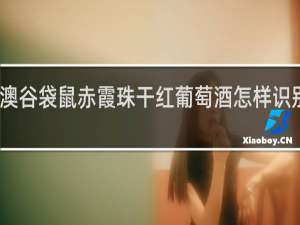 澳谷袋鼠赤霞珠干红葡萄酒怎样识别真假