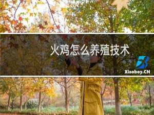 火鸡怎么养殖技术