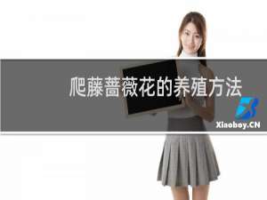 爬藤蔷薇花的养殖方法