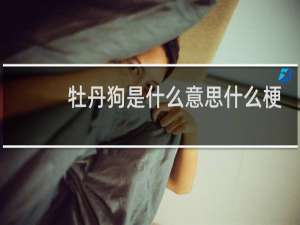 牡丹狗是什么意思什么梗