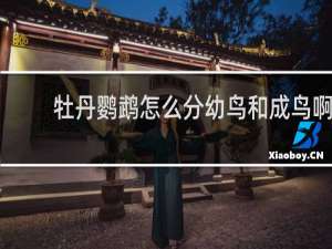 牡丹鹦鹉怎么分幼鸟和成鸟啊