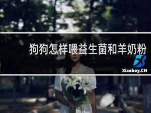 狗狗怎样喂益生菌和羊奶粉