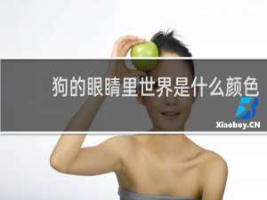 狗的眼睛里世界是什么颜色