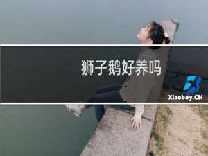 狮子鹅好养吗