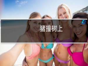 猪撞树上，你撞猪上什么梗