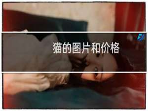 猫的图片和价格