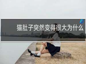猫肚子突然变得很大为什么