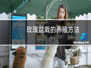 玫瑰盆栽的养殖方法