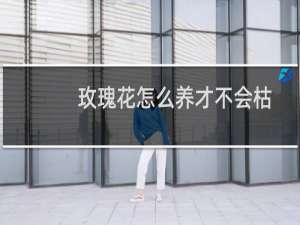 玫瑰花怎么养才不会枯萎保持一天（玫瑰花怎么养才不会枯萎）