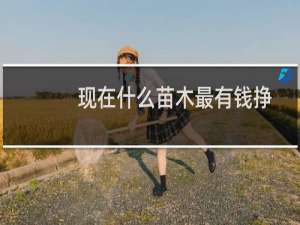 现在什么苗木最有钱挣