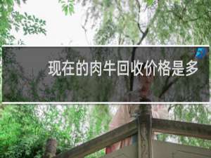 现在的肉牛回收价格是多少