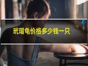 玳瑁龟价格多少钱一只