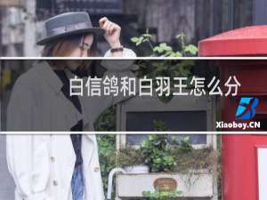 白信鸽和白羽王怎么分