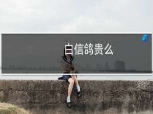 白信鸽贵么