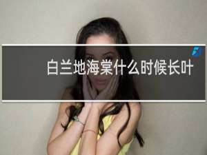 白兰地海棠什么时候长叶子