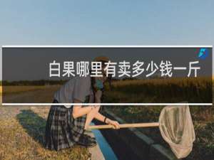 白果哪里有卖多少钱一斤