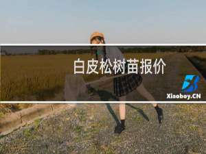 白皮松树苗报价
